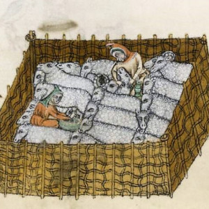 14. Pastor administrant un medicament a una ovella. 'Saltiri Luttrell'. Londres, British Library, ms. Add. 42130 (c. 1335-1340).